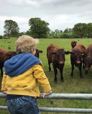 young boy looking at some cows at selden farm campsite