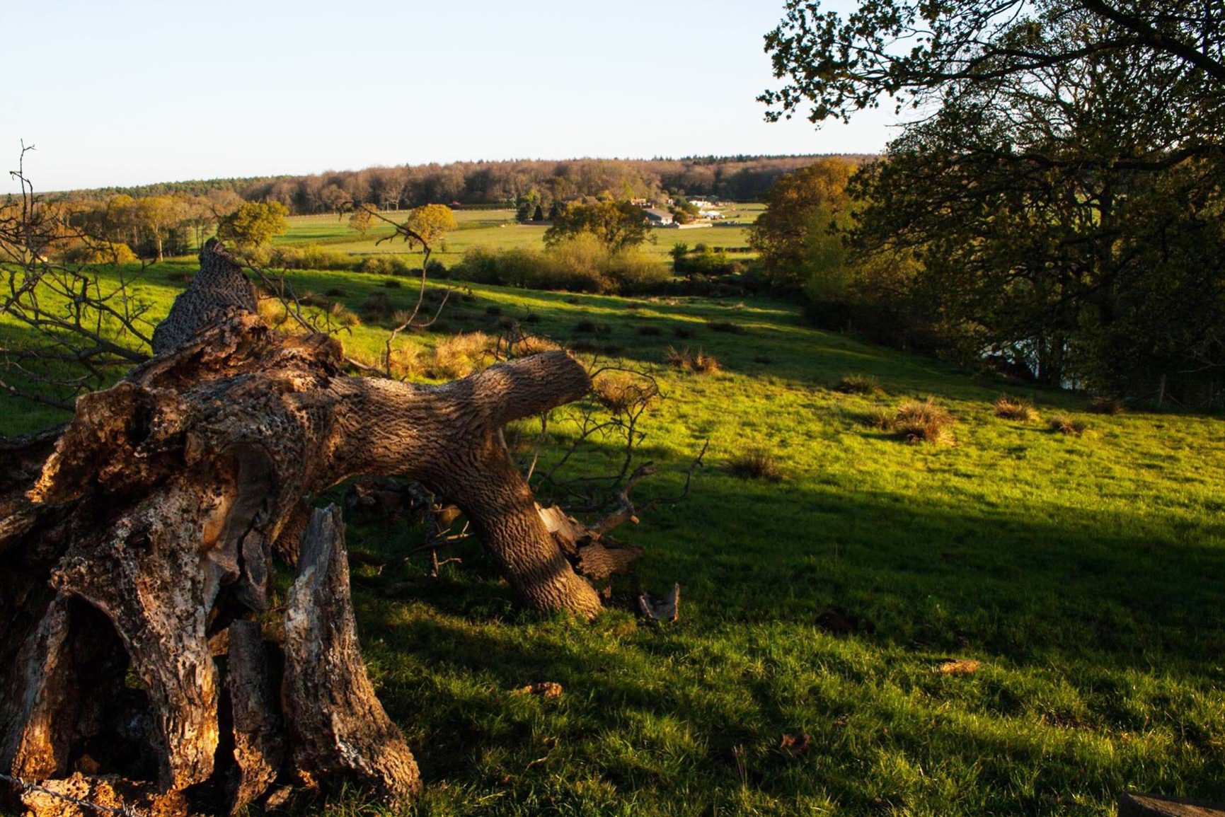 View over Selden Farm Campsite in Patching Selden Farm Camping